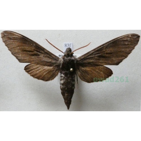 Sphinx pinastri (Linnaeus, 1758) Zawisak borowiec Czech83f